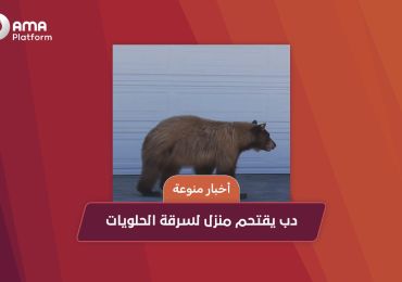 دب يقتحم منزلاً لسرقة الحلويات